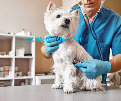 Best Disinfectant for Dogs: UK’s Most Popular Picks