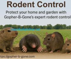 San Diego Gopher & Rodent Control – Safe, Effective, Local - Image 2